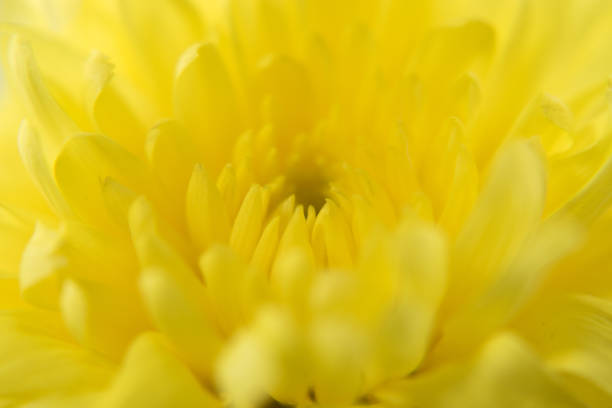 istock Chrysanthemum flower on white background  close up. 1159020148