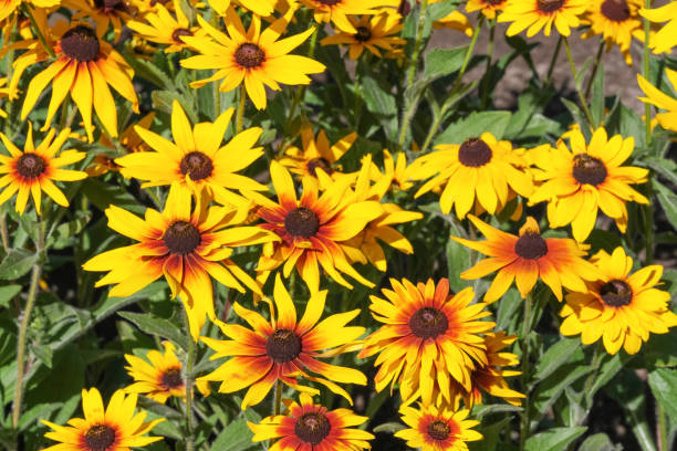 istock Summer yellow flowers garden 1159020180