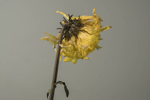 istock Flowers withered, Chrysanthemum, Dendranthemum grandifflora 1159020185