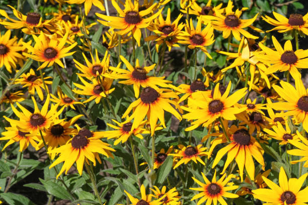 istock Summer yellow flowers garden 1159020230