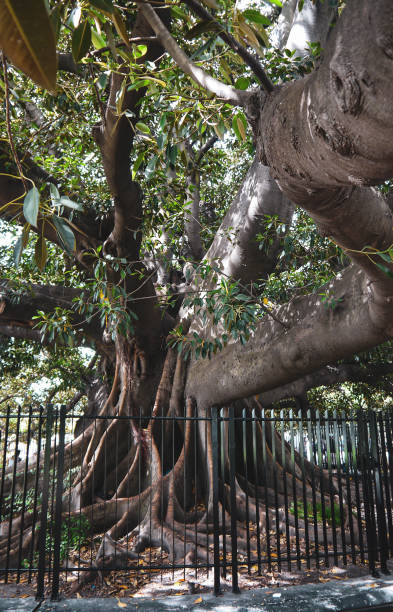 istock Park in san martin square in buenos aires 1159021202