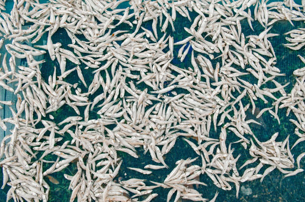 istock Salted sun dried anchovy fish making process top view details 1159022258