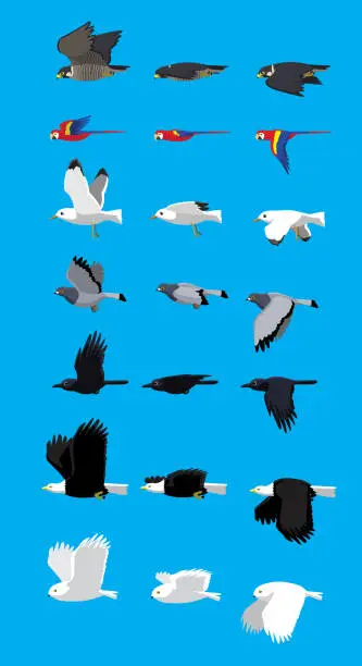 Vector illustration of Various Bird Flying Sequence Cute Cartoon Vector Illustration