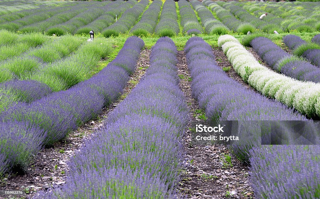 Lavendel rows. - Lizenzfrei Blau Stock-Foto