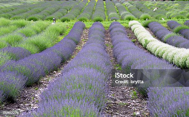 Lavendel Rows Stockfoto und mehr Bilder von Blau - Blau, Blume, Blumenbouqet