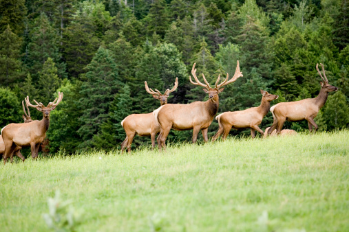 A heard of elk on the move in Vermont.