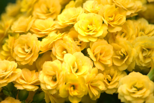 istock Yellow begonia flowers 1159023497