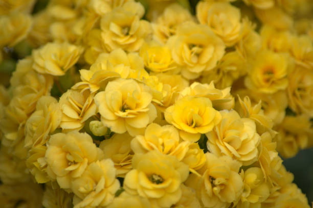 istock Yellow begonia flowers 1159023727