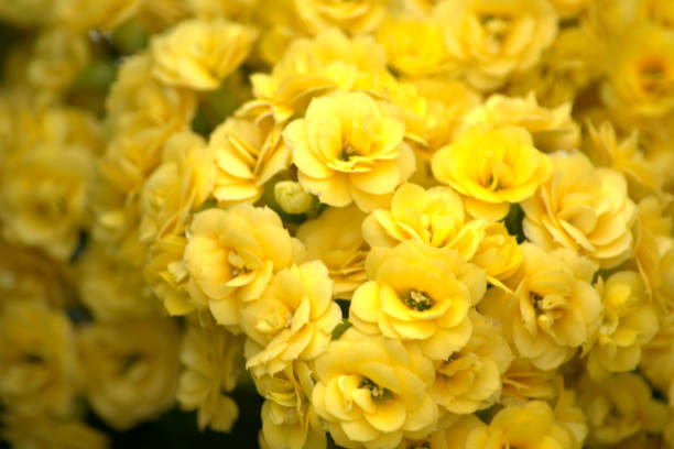 istock Yellow begonia flowers 1159023802