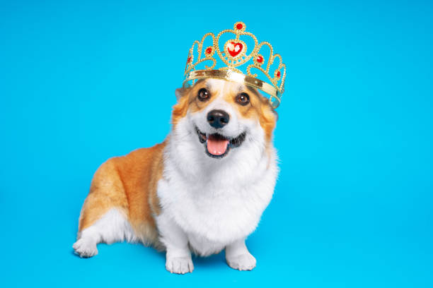 corgi welsh de pembroke drôle de chien dans la couronne, comme un roi, un prince sur un fond bleu de studio - prince of wales photos et images de collection