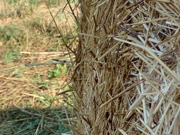 istock Bale of hay in a field 1159024480