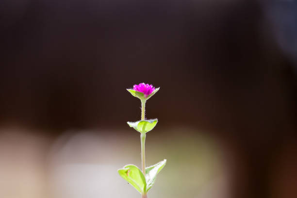 Litle purple flower bud with green branch and leaves on black background.