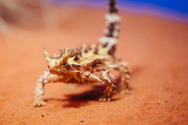 diavolo spinoso australiano - thorny devil lizard australia northern territory desert foto e immagini stock