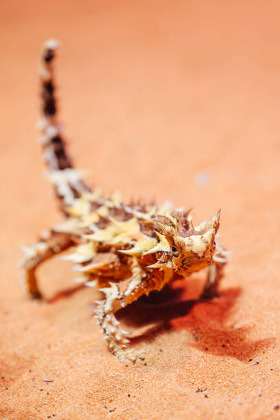 diavolo spinoso australiano - thorny devil lizard australia northern territory desert foto e immagini stock