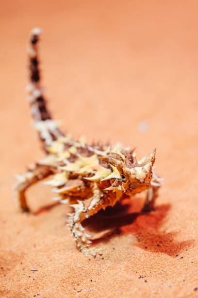 오스트레일리아 의 가시 악마 - thorny devil lizard 뉴스 사진 이미지
