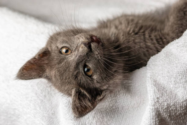 istock cute domestic kitten lying on white towel and looking to camera 1159025851
