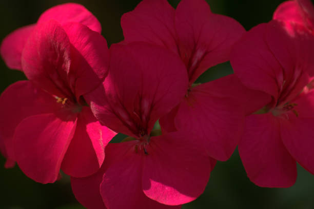 istock Pink busy Lizzie flowers 1159026020