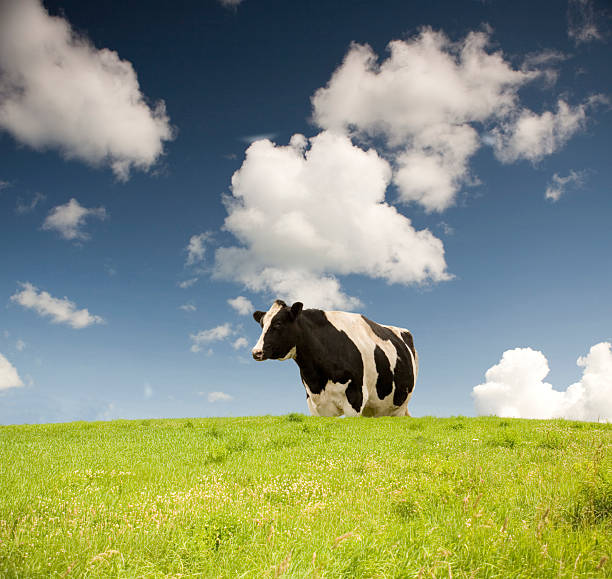 Cattle can also be seen grazing in the distance in this vast English landscape.