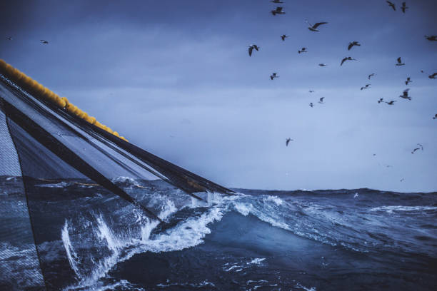 istock From a vessel in rough sea: birds and waves 1159026884