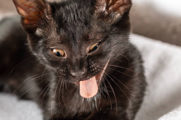 istock cute domestic kitten yawning 1159026911