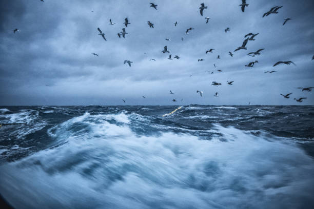 istock From a vessel in rough sea: birds and waves 1159026917