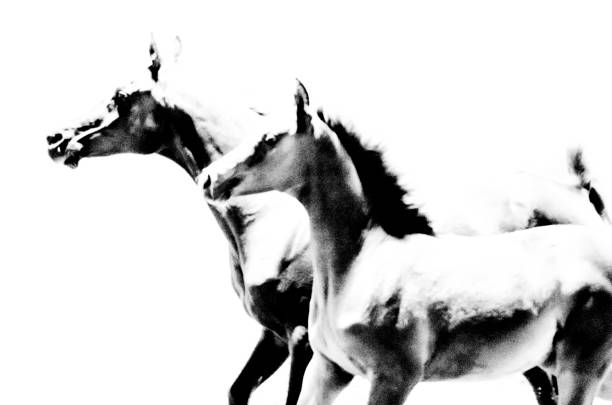 horses and foal galloping - monochrome, sepia, vintage