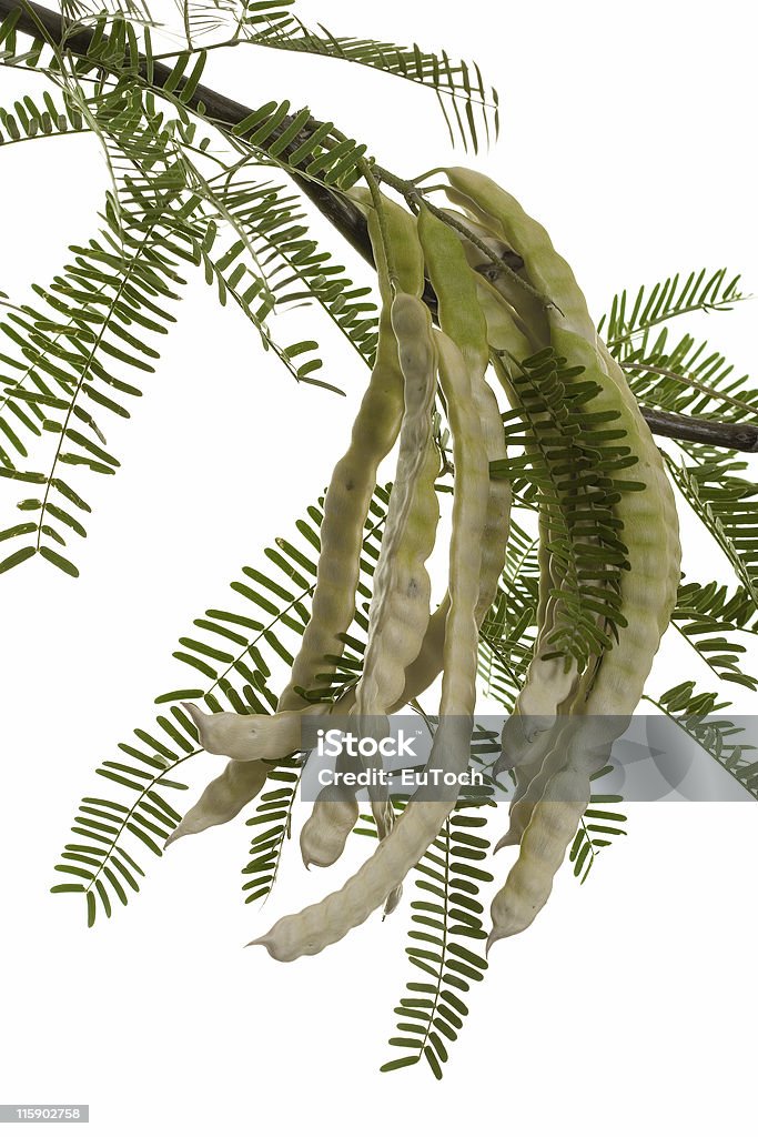 Capsule di Mesquite - Foto stock royalty-free di Prosopis