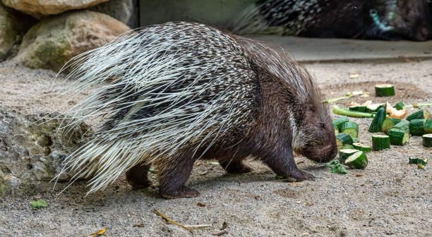 istock Indian crested Porcupine, Hystrix indica in a german zoo 1159028021