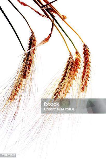 Grano Foto de stock y más banco de imágenes de Agricultura - Agricultura, Alto - Descripción física, Amarillo - Color