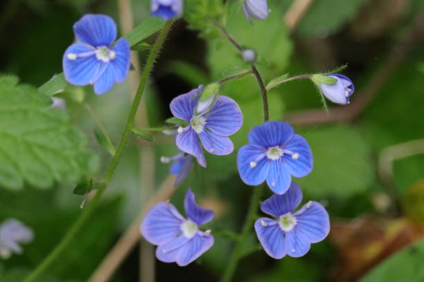 istock Birds Eye, Speedwell 1159028286