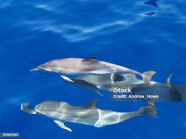 Атлантический Spotted Дельфин Stenella Frontalis — стоковые фотографии и другие картинки Морская свинья - Морская свинья, Пятнистый, Атлантический океан