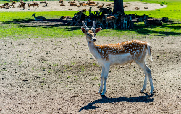 istock Young male of axix deer 1159029293