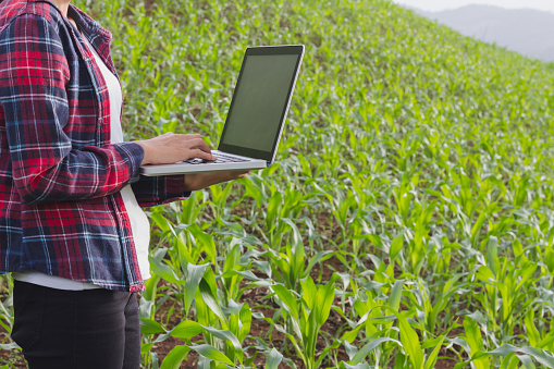 Agronomist analyzing cereals with laptop computer.
