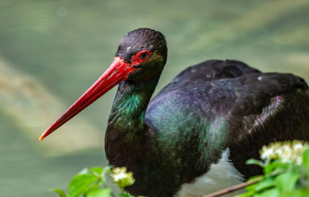 istock Black stork, Ciconia nigra in a german nature park 1159029558