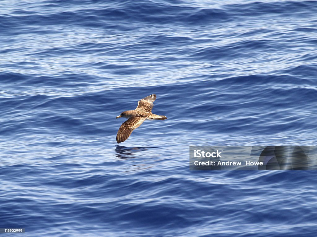 Cory's Shearwater (Calonectris diomedea - Lizenzfrei Sturmtaucher Stock-Foto