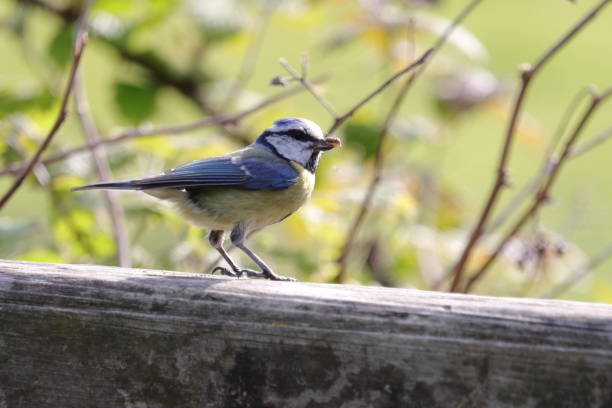 istock Great Tit, waiting to feed its young 1159030293