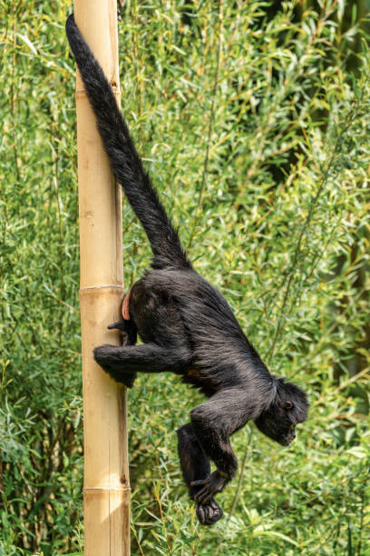 istock The black-headed spider monkey, Ateles fusciceps is a species of spider monkey 1159030344