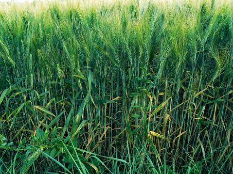 close-up of a field cultivated with wheat, side view. Tuscany, spring