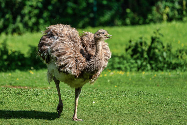 istock Darwin's rhea, Rhea pennata also known as the lesser rhea. 1159030628