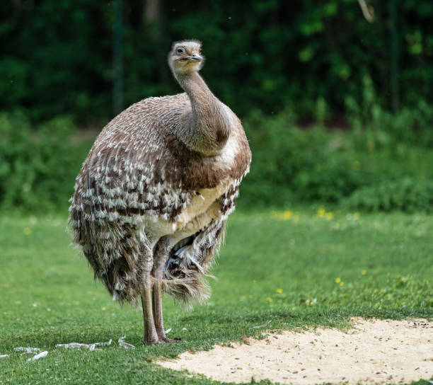 istock Darwin's rhea, Rhea pennata also known as the lesser rhea. 1159030772