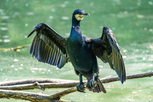 istock The great cormorant, Phalacrocorax carbo sitting on a branch 1159031477