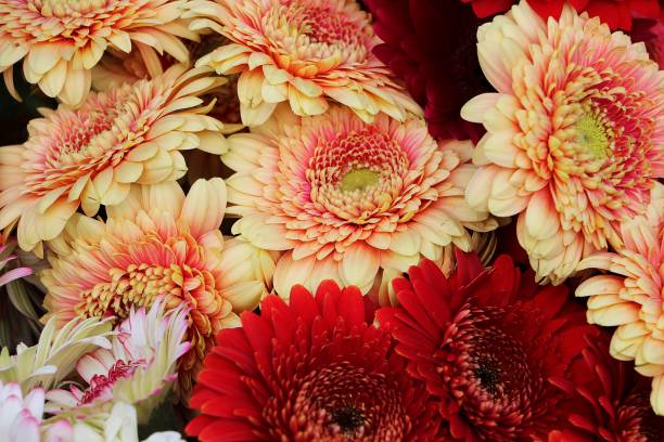 istock close up of beautiful colored gerberas 1159032214