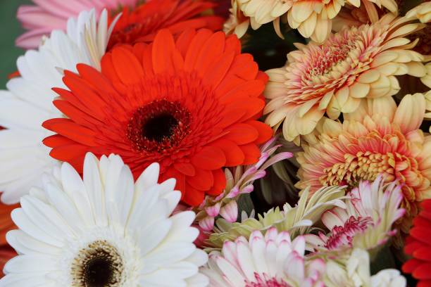 istock close up of beautiful colored gerberas 1159032247