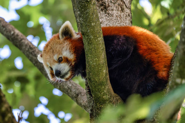 istock The red panda, Ailurus fulgens, also called the lesser panda. 1159032401