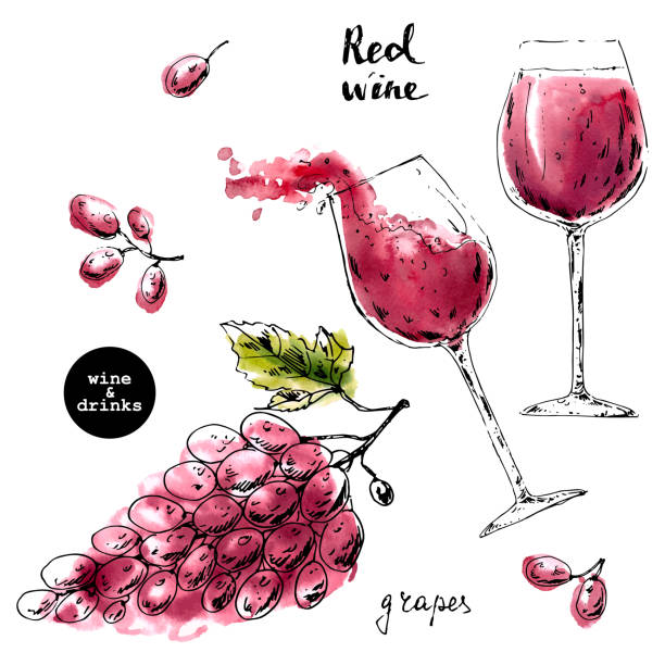 赤い水彩画とブドウの果実とワイングラスの手描きのインクスケッチ。 - red wine illustrations点のイラスト素材／クリップアート素材／マンガ素材／アイコン素材