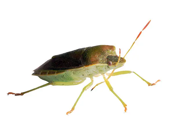 Photo of Isolated stink bug