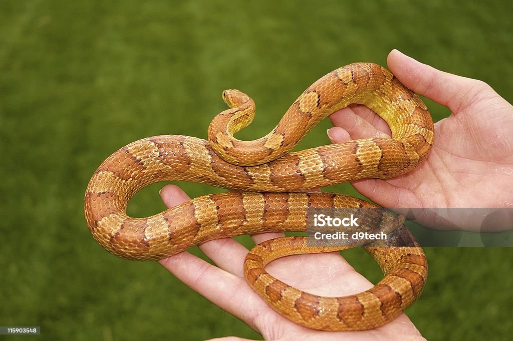 Serpiente del maíz - Foto de stock de Agarrar libre de derechos