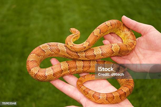 Serpiente Del Maíz Foto de stock y más banco de imágenes de Agarrar - Agarrar, Animal, Color - Tipo de imagen