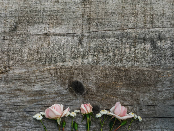 istock Bright, pink roses lying on the boards 1159035499