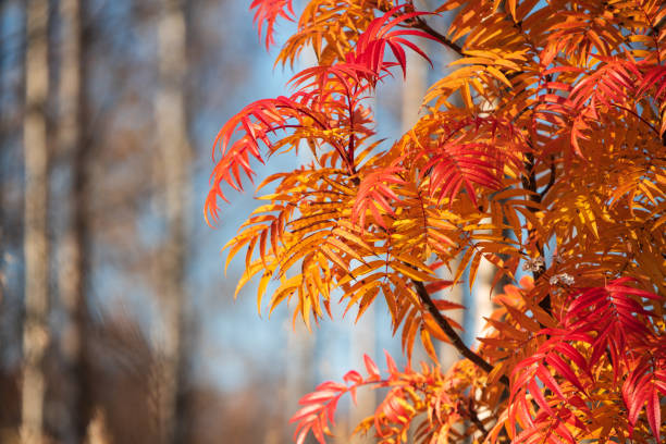 Rowan tree (Sorbus ulleungensis) leaves in autumn colors